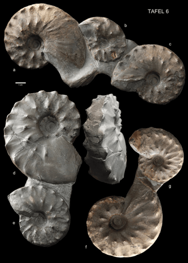 Further plate example from the same publication: spectacular findings