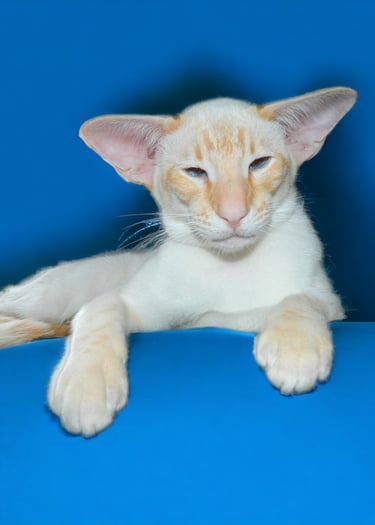 Niterap Simply-Red  - Red Tabby Point Siamese Boy