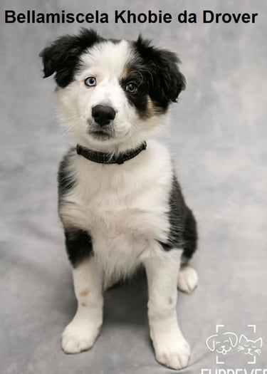tri black border collie puppies 
