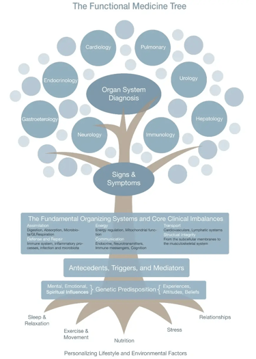Image of functional medicine tree chart.