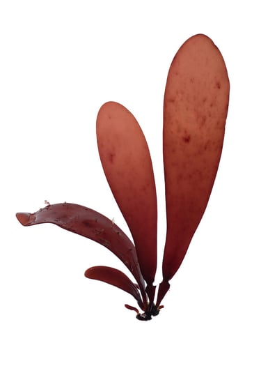 Palmaria hecatensis