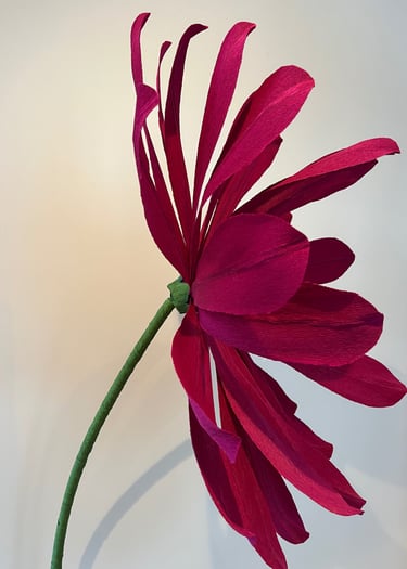 fleur géante , la Marguerite