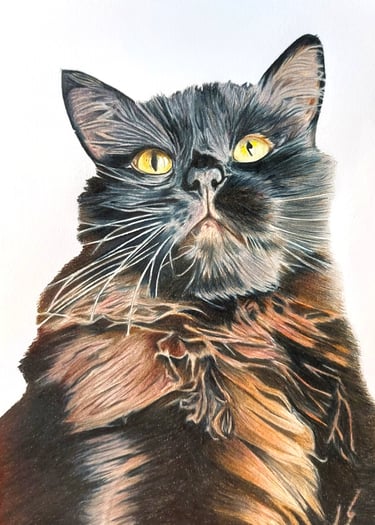 Realistic hand drawn pet portrait of a black Siberian cat