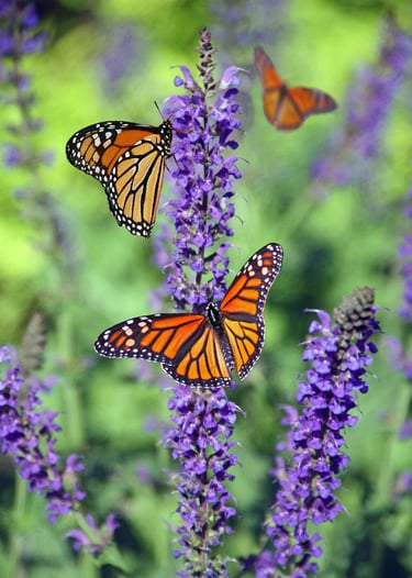 Butterlies on flowers to represent nature, personal growth, homesteading, gardening