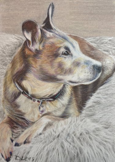 Coloured pencil drawing of a dog curled up on a cushion
