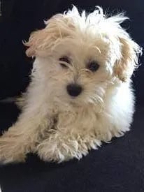 white maltipoo puppy sleeping on the floor