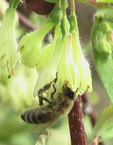 Nous cultivons dans le respect de l'environnement