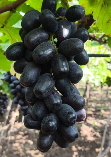 a bunch of grapes hanging from a vine