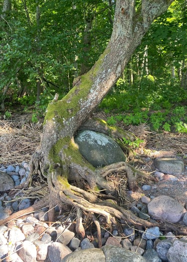 Estonia - Tree surrounding a stone