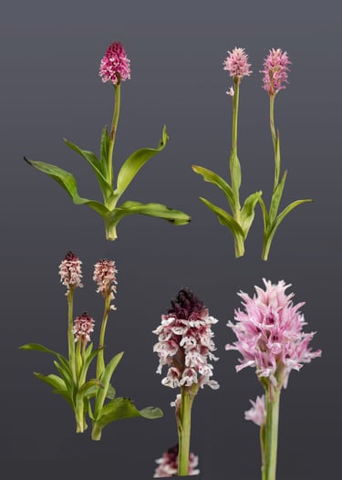 Orchideenmodelle von Sebastian Brandt