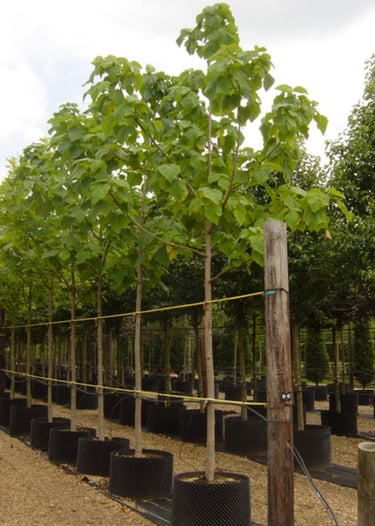 Sadzonki Paulownia w duzych donicach