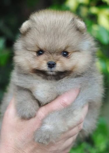 cachorrito pomerania venta buenos aires
