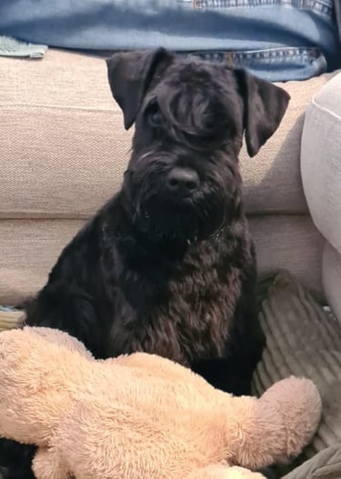 Aiko des Diamants Noirs d'Also