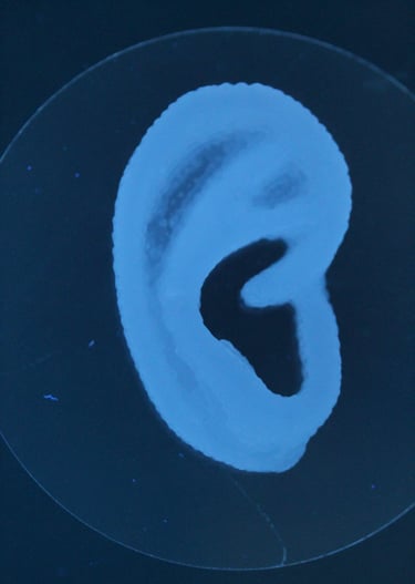 3D bioprinted ear on a glass plate in fluorescent light