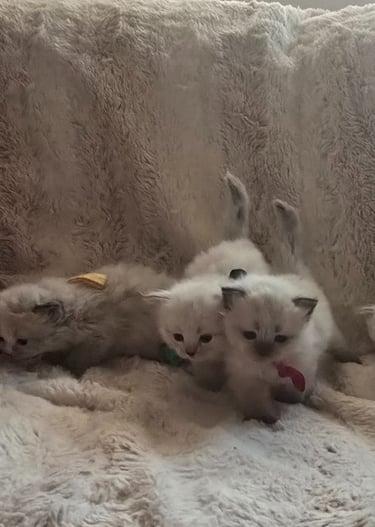Color Point Siberian kittens