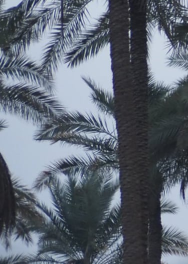 a closeup of a palm tree field in southern Iraq