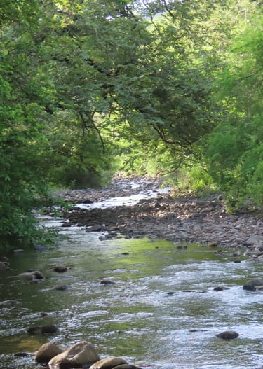 Scenery of a creek with a rocky shore and trees around