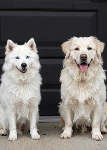 A white Husky with blue eyes and a fluffy Golden Retriever mix sitting together in front of a black door.