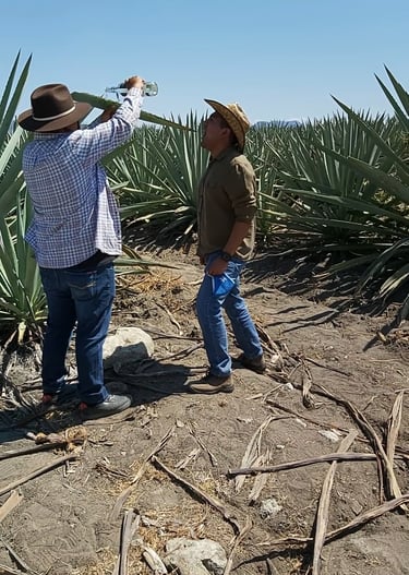 tour de mezcal en oaxaca
