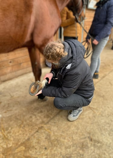 Ostéopathe animalier en Belgique