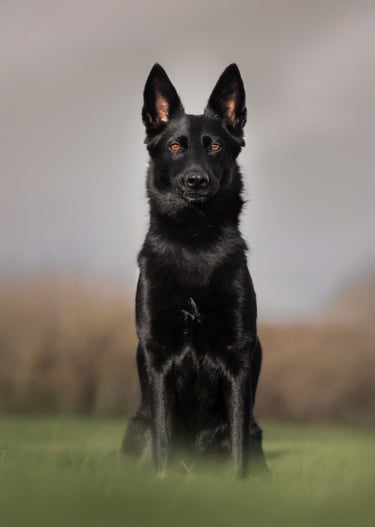 A majestic black German Shepherd dog with amber eyes. pet photography in wakefield yorkshire