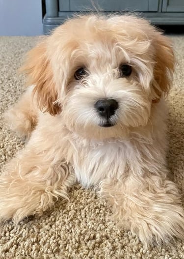 Sweet cafe au lait Maltipoo puppy sleeping on a brown carpet ready for rehoming