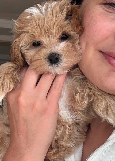 Maltipoo Puppies for Sale