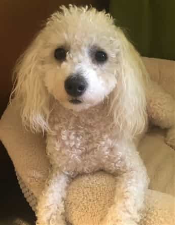 white puppy on the bed