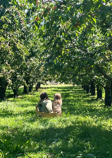 two kids sitting in a box on the grass in an cherry orchard between two rows of trees. 