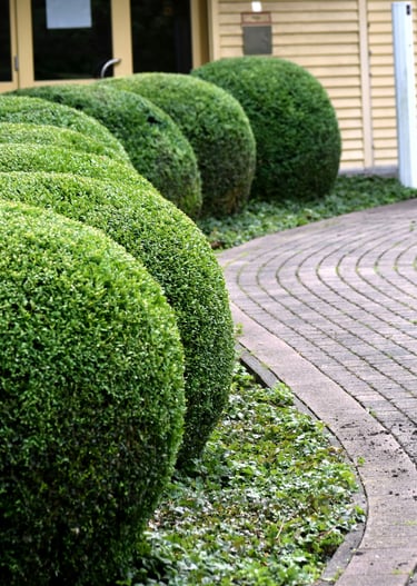Driveway with trimmed bushes by Norwich gardening services