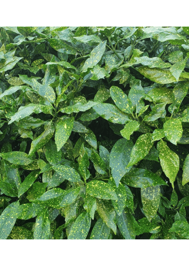a plant with green leaves and brown spots on it