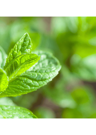 a close up of a leafy green plant