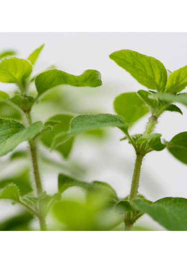 a thyme plant with green leaves and a white background