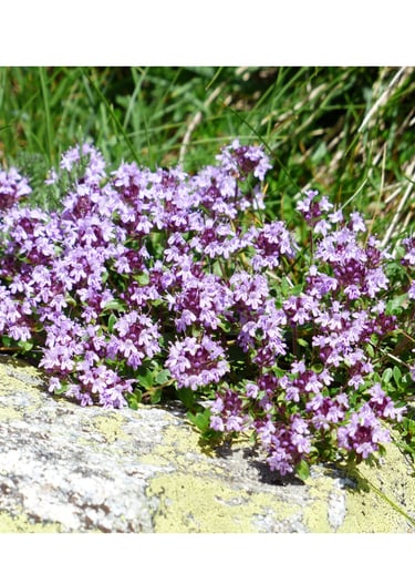 a bunch of purple thyme flowers on a rock