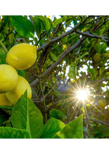 a lemon tree with lemons on it