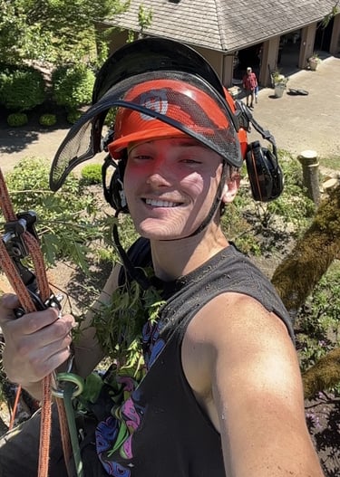 Arborist in a tree with climbing gear on