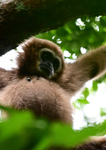 Sumatra Trip About Orangutan Bukit Lawang Trekking