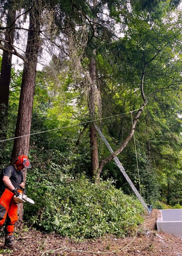 A hazardous tree removal with crew member next to the rigged leaning tree