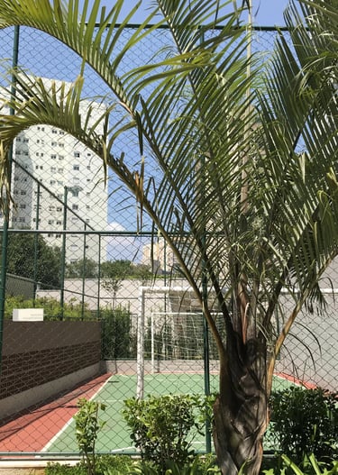 Rede Cobertura de Quadra em SP