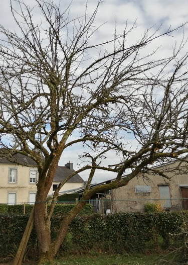 pommier après la taille d'hiver => plus d'air dans la couronne