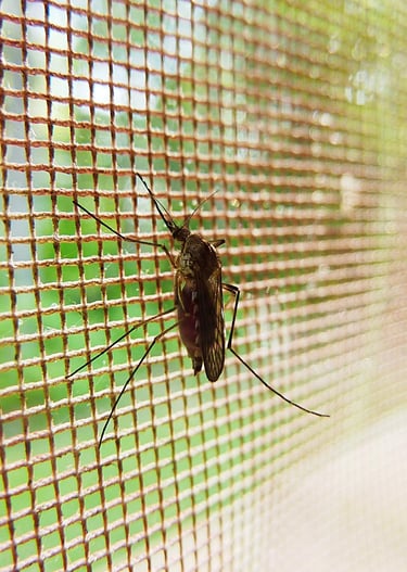 Mosquito Trapped behind a screen