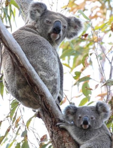 A koala and young joey looking down from a tree top