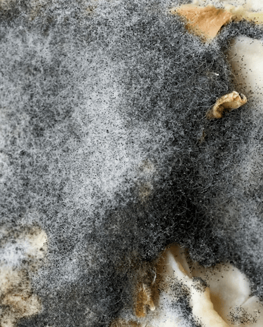Extreme close-up of fuzzy black and white mold growth on decaying organic food matter.