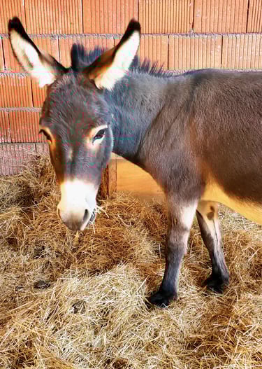 Âne miniature dans un étable mangeant du foin