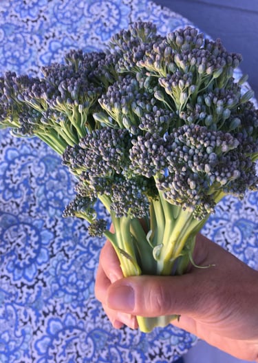 Homegrown secondary heads of broccoli - bonus!
