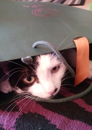 pet sitting doncaster