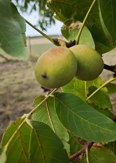 Zreli orasi na drvetu – prirodna berba