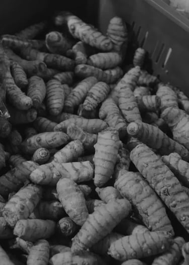 turmeric finger ready to export