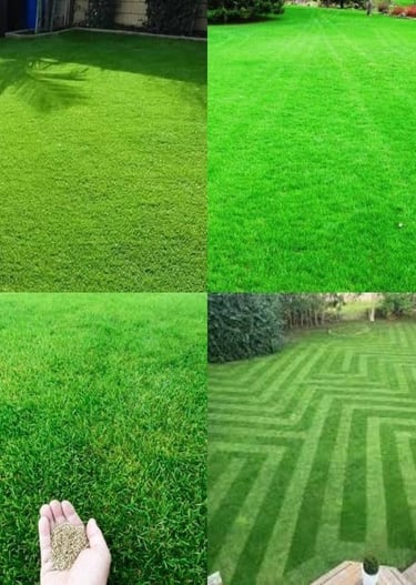 lawn grass suppliers in Rajahmundry