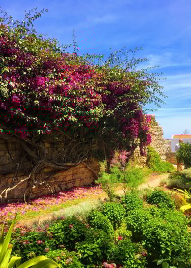 kloostertuin in Tavira met prachtige Bouganville